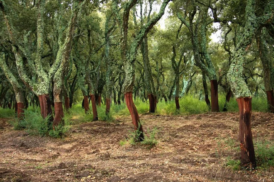 Bosco di querce da sughero vicino a Tempio Pausania con i tronchi rossastri appena decorticati